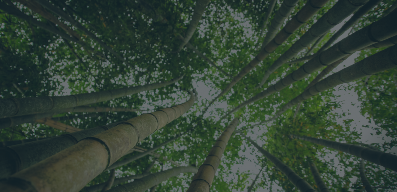looking up through trees